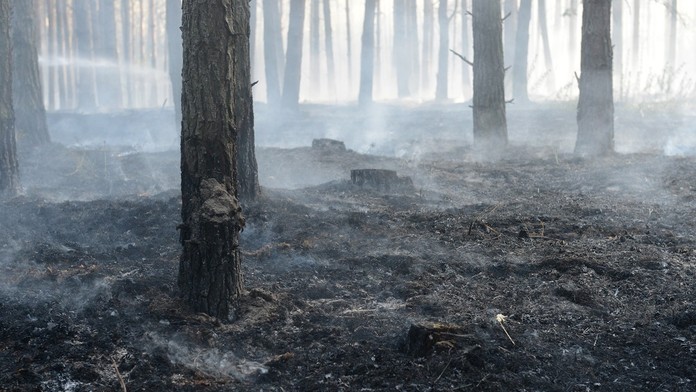 Borovicový les - ilustračné foto.