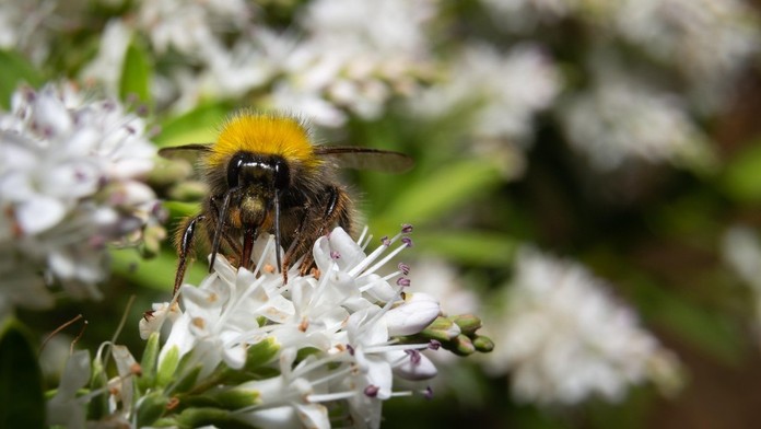 Globálna populácia hmyzu klesá. Vedci zistili, ako sa rastliny pokúšajú prežiť