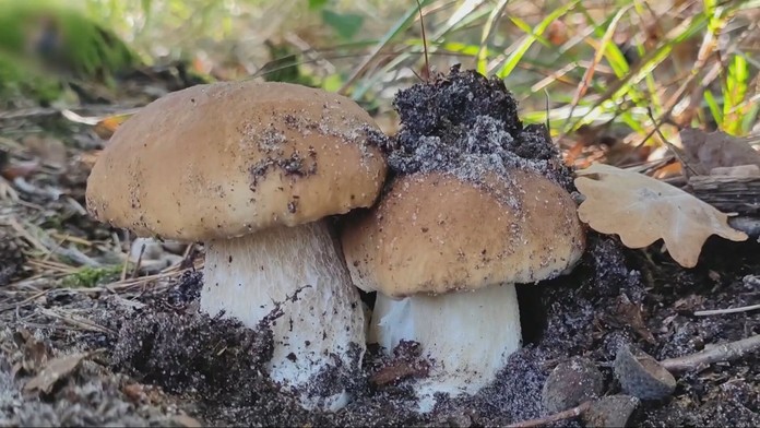 Slováci sa tešia z húb. Mykológ ukázal prstom na sľubné lokality