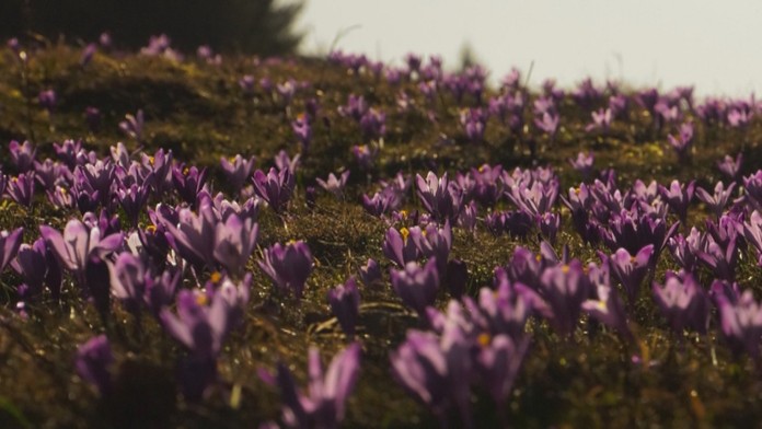 Takúto krásu nájdete na slovenských lúkach.
