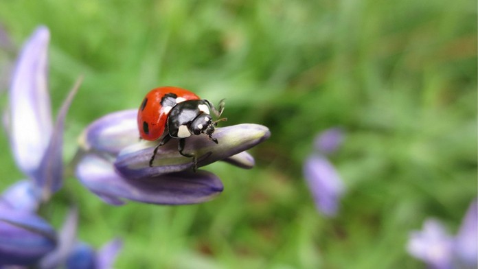 Fotograf britskej divočiny 2014. 