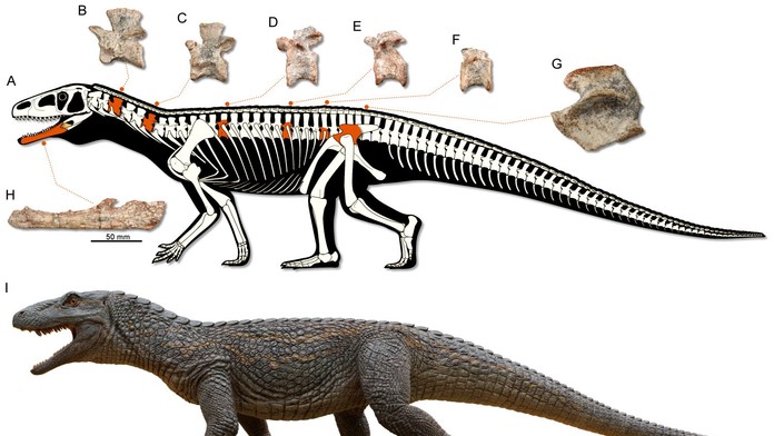 V Brazílii našli fosíliu doteraz neznámeho jaštera. Objav pomáha ozrejmiť kľúčový moment v histórii života