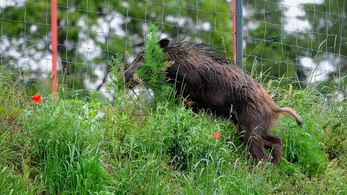 Jozy Altidore z Toronta reaguje v dueli proti Orlandu.