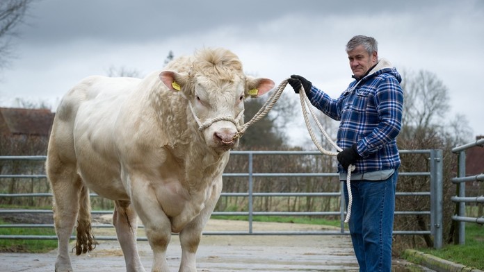 Najdrahší vôl na svete