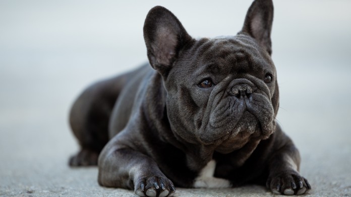 Francúzsky buldoček. 