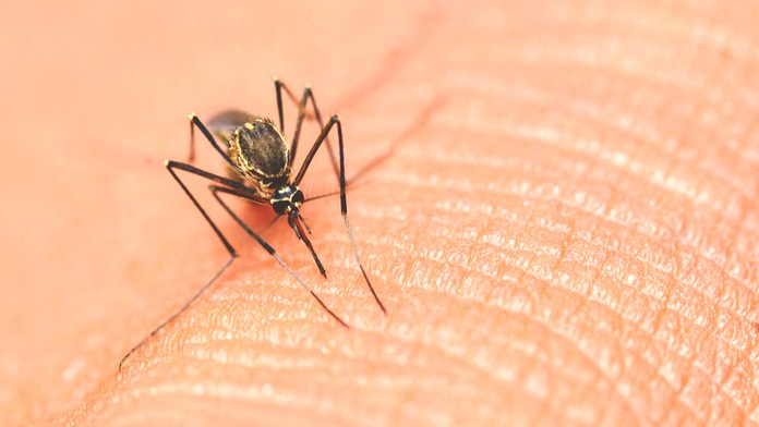 Otepľovanie ovplyvňuje aj populáciu komárov. 