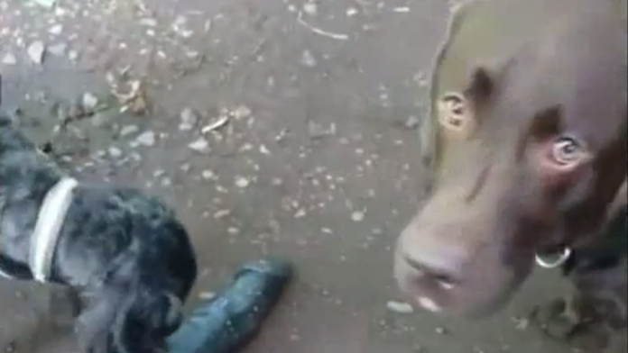 Psíkov nechápavý pohľad.