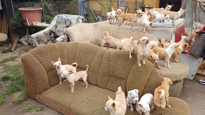 Žena na Považí chovala doma vyše 100 psov. Krížili sa medzi sebou, mnohé sa narodili s poruchami