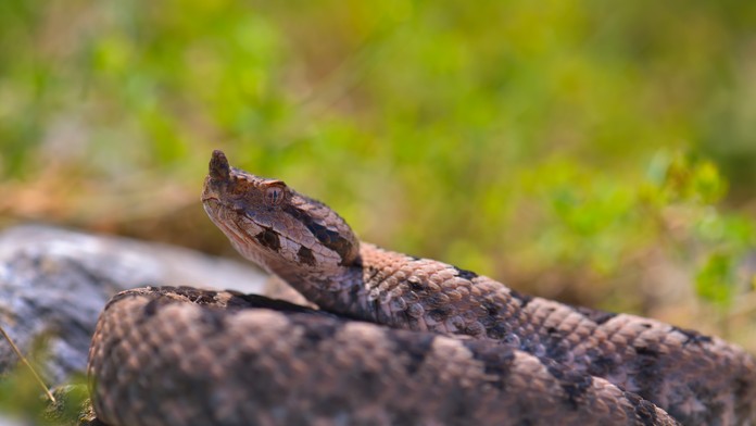 Invázia jedovatých hadov v chorvátskom turistickom raji. Miestnych situácia znepokojuje