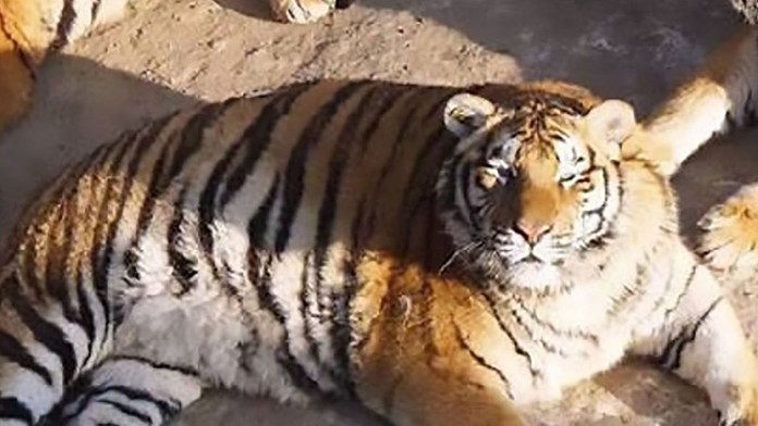 Tigre sú až nezdravo tučné.