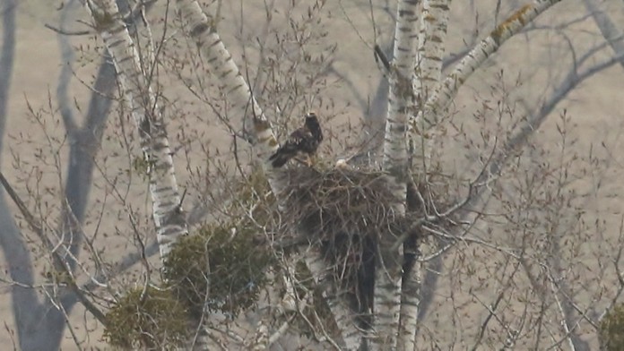 Orol kráľovský v hniezde