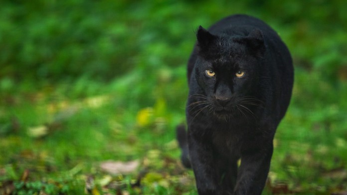 V Česku sa pohybuje záhadná čierna šelma. Môže ísť o leoparda