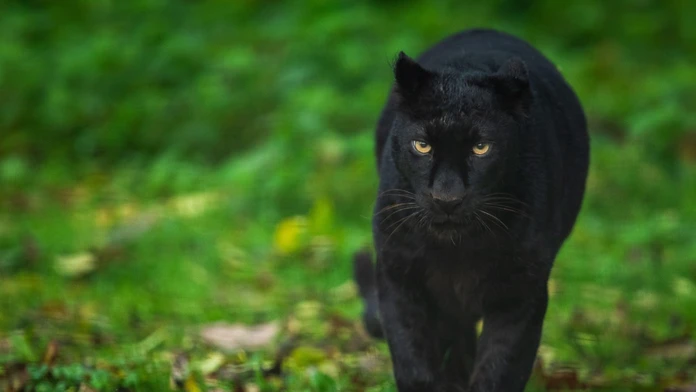 V Česku sa pohybuje záhadná čierna šelma. Môže ísť o leoparda
