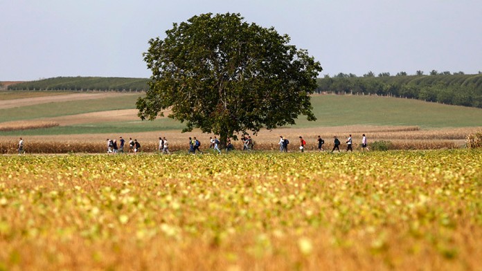 Skupina migrantov kráča po poli na hranici medzi Srbskom a Chorvátskom.