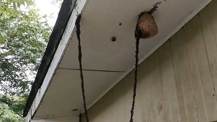 Živý most z mravcov