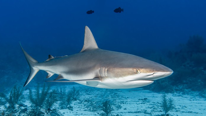 Útok žraloka na 7-ročné dieťa. Pokojne sa hralo a skákalo v zátoke