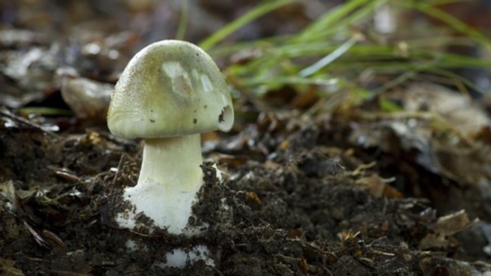 Zomreli najmenej štyria ľudia. Aj malá chyba pri zbere húb môže byť fatálna