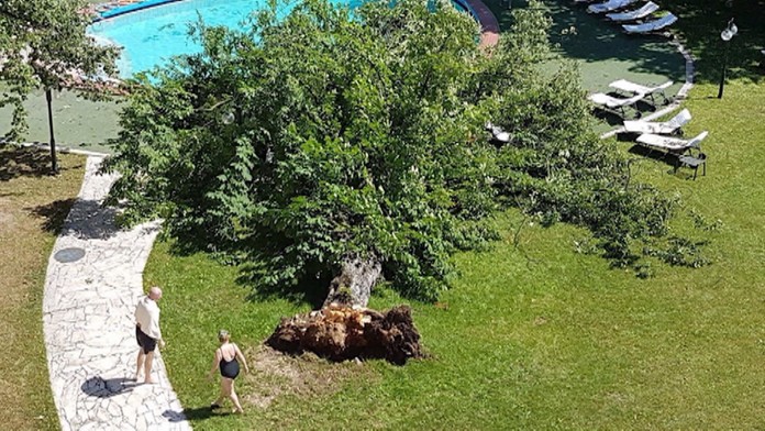 V kúpeľnom parku víchrica vyvrátila s koreňom niekoľko sto rokov starý strom.