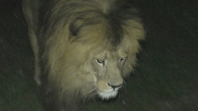 Kráľ zvierat ožíva v noci.