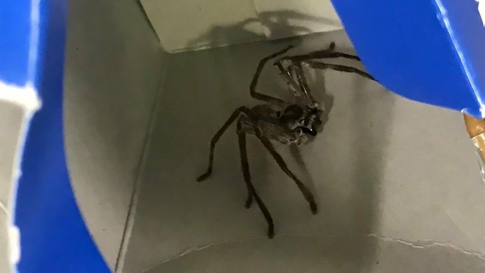 Na turistov čakalo v batohu prekvapenie.