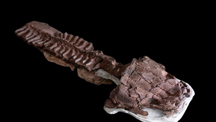 V Afrike našli fosíliu obrovskej šelmy, ktorá žila dávno pred dinosaurami