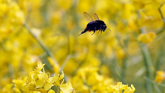 Včela - ilustračná snímka