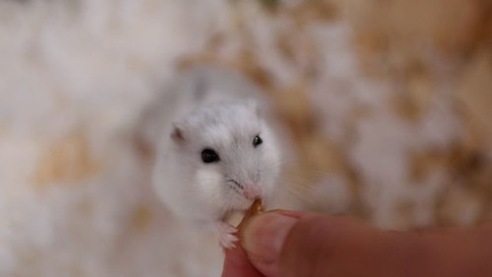 Ženu uhryzol škrečok. V sprievode svojich dvoch detí zomrela pred dverami nemocnice