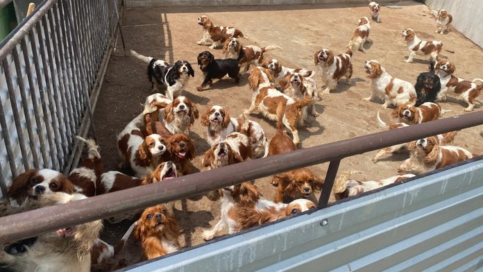 Najväčší zásah proti nelegálnemu množeniu v histórii. Chovať mali spolu vyše 800 psov určených na vývoz