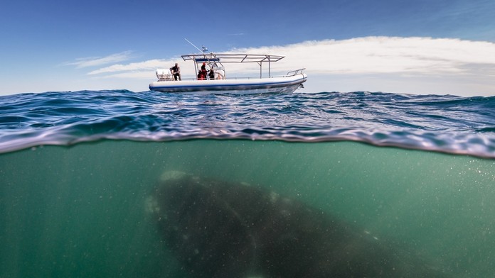 Veľryba pod loďkou