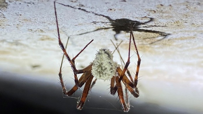 Vedci objavili huby, ktoré menia pavúkov na zombíkov