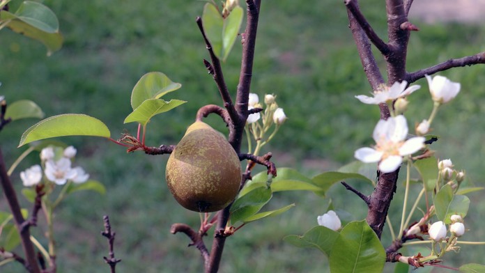 Európa má nového prekvapujúceho lídra v pestovaní hrušiek