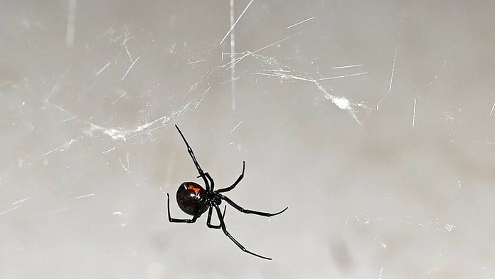 Čierna vdova, ilustračná snímka