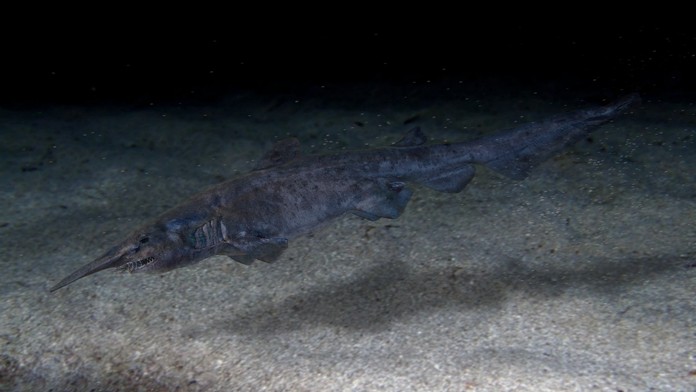 Vedci sa chválili, že v Stredozemnom mori objavili vzácneho žraloka. Vyslúžili si však posmech
