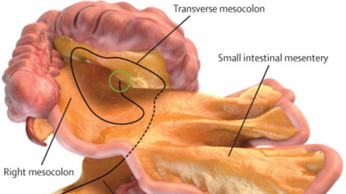 Budú sa prepisovať učebnice? Vedci objavili nový ľudský orgán