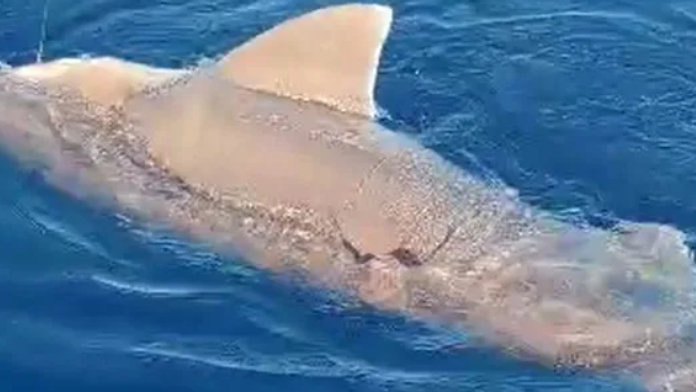 VIDEO: Poplach na Malorke. Neďaleko turistami vyhľadávanej oblasti sa objavil žralok