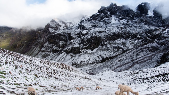 Obyvatelia horských oblastí Peru sú zúfalí. V regiónoch uhynulo až 500 alpák, žiadajú vládu o pomoc