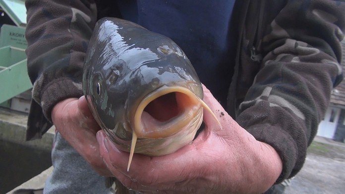 Sprava Rocco Grimaldi a Nick Bonino z Nashvillu oslavujú gól proti Caroline.