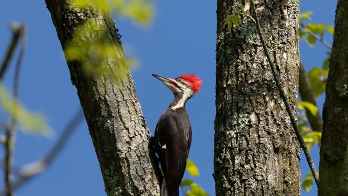 Ďateľ Campephilus principalis