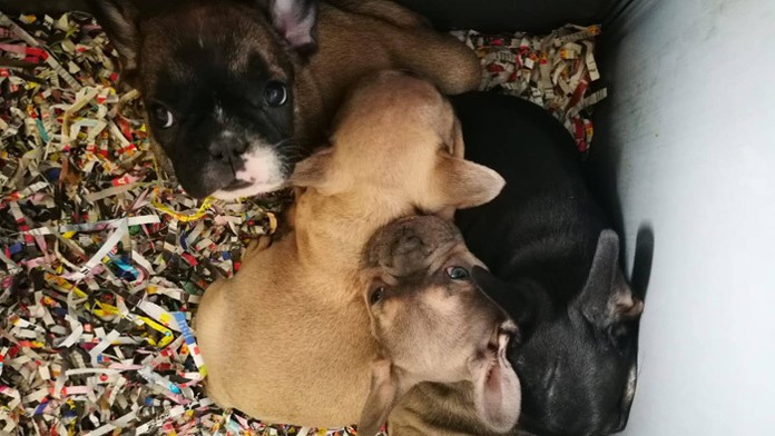 Psíky zo slovenskej množiarne.