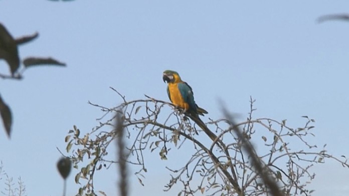 Papagáj v obci Malčice.