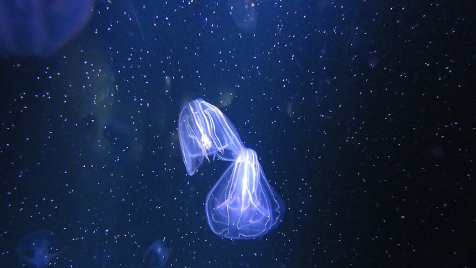 Turistický raj EÚ čelí invázii „kanibalskej“ medúzy, požierajúcej aj svoje potomstvo. Vedci varujú pred katastrofou
