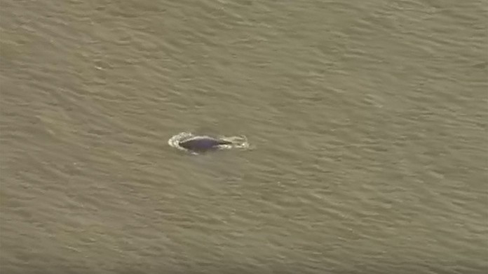 Veľrybu spozorovali v Temži pri Londýne. 