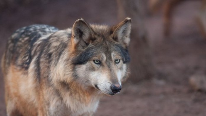 V lese v Holandsku zaútočil vlk na chlapca (6). Rodičia bojovali palicami, aby ho zachránili