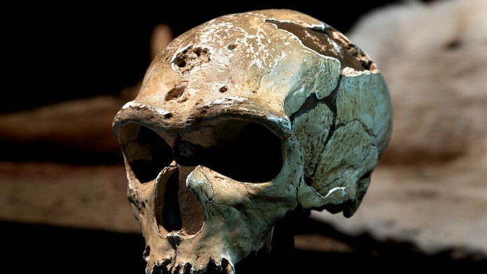 Replika lebky neandertálca, ktorú našli vo francúzskej jaskyni.