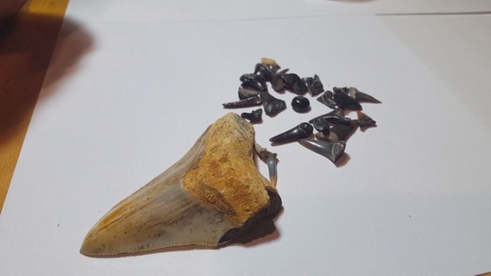 Najväčší zub mal až osem centimetrov.