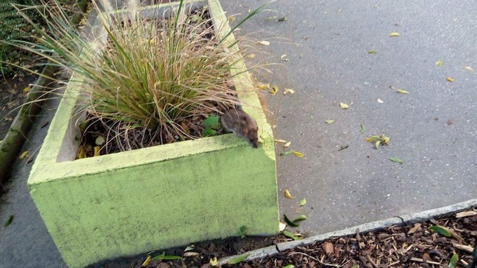 Potkan na Hlavnej stanici v Bratislave