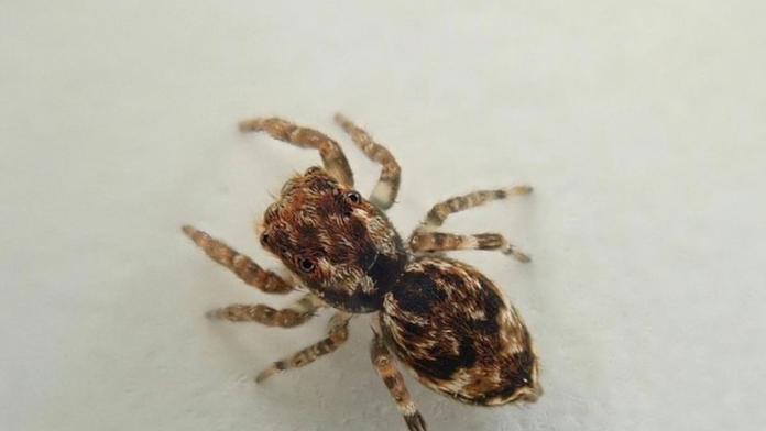 Európa čelí náporu exotických druhov. Nebezpečné komáre, jedovaté ryby a odporné pavúky