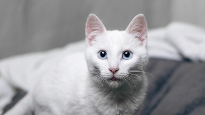 Žena musela vo vlaku zaplatiť vysokú pokutu. Dôvodom bolo hlasné mňaukanie kocúra