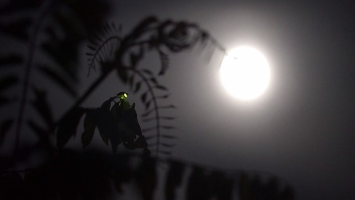 Romantika v prírode pri svätojánskych muškách? Pomaly na to môžeme zabudnúť 