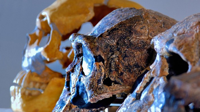 Prví ľudia prišli do Európy pred 1,4 miliónmi rokov cez Ukrajinu, dokazuje výskum